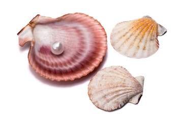 a large seashell a scallop with a pearl and two small seashells on a white background