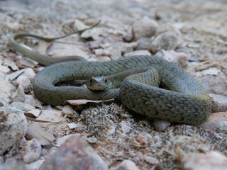 closeup photography of a snake, Natrix astreptophora, barred grass snake, picture taken in Garraf near Barcelona Spain.
