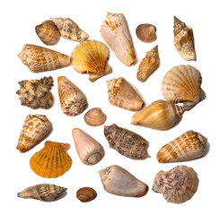 a set of different shells on a white background pattern