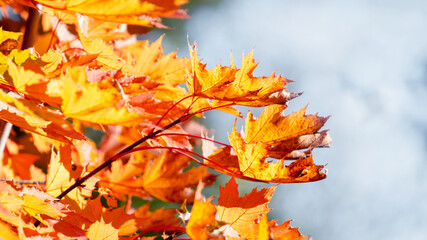 Bright maple leaves on a tree in sunny weather