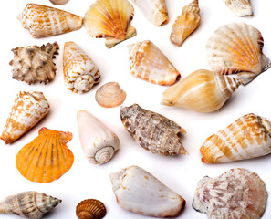 set of different sea shells on white background