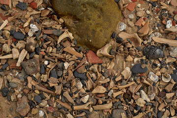 Floating debris and discarded items at the river bank, well washed by water. Worn, mossy rich in texture heavy weathered worn look.