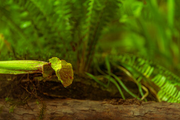 carnivorous buttercup plants at morning fog in the jungle