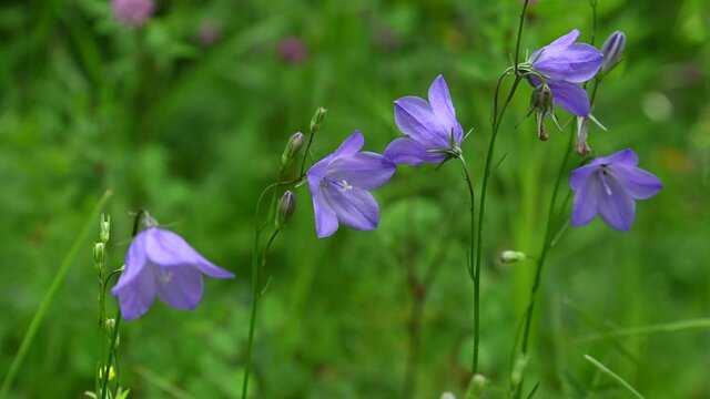 Close-up of a purple bell-shaped wildflowers on a green background.  The flower are in sharp focus and are moving slowly in the wind.
