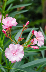 flowering shrub, oleander, blooming oleander, pink flowers, southern bush