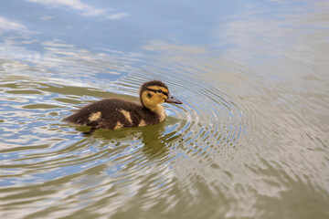 Beautiful little duck cub swims in the water of the pond. Its image is reflected in the water of the pond. He has drops of water on his head.