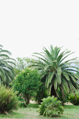 palm trees, tropical plants