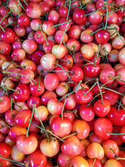 Sweet pink cherry. Fruit background. Macro fresh organic berries with stalks. Fruit background. Close-up. Selective focus.