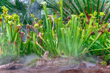 Obraz premium Nepenthes carnivorous plants in the morning mist in the rain forest