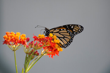Butterfly 2019-216 / Monarch butterfly (Danaus plexippus)
