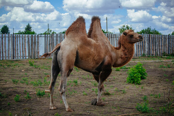 Domestic bactrian camel in corral at the farm