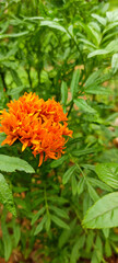 orange marigold flower
