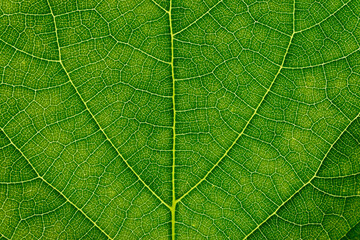 Leaf veins texture