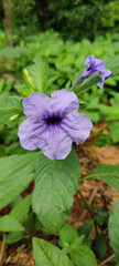 VIOLET FLOWER