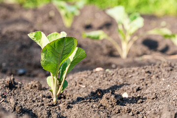 Green sprout growing from ground, new life or start or beginning concept