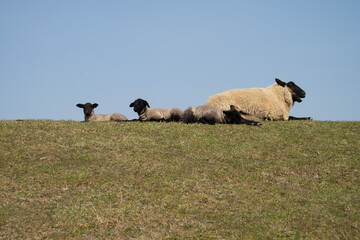 Schafe auf dem Deich