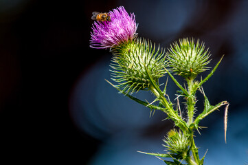Bee and Thistle