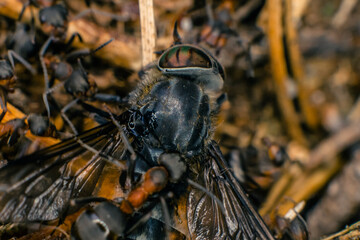 forest ants attack a fly falling on an anthill