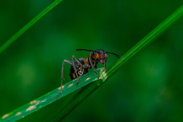 forest red ant examines the surroundings by climbing on a blade of grass