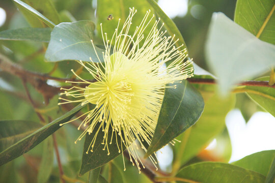 Syzygium jambos, Rose apple, Java apple, Syzygium samarangense, Sao Paulo, Brazil