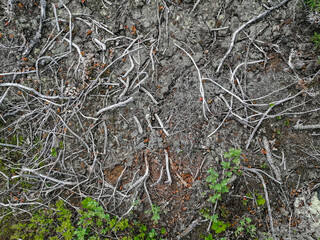 Soil, mosses, plants and dry twigs on the surface of the characteristic northern tundra landscape. Background image, landscape texture. The pristine nature of the Arctic.
