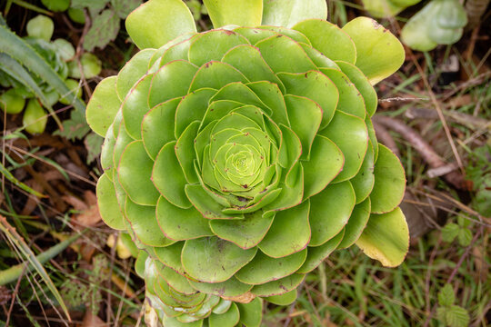 Aeonium canariense succulent plant closeup.