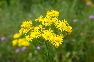 Jakob-Greiskraut_Jacobaea vulgaris, Wiesenblumen auf der Schwäbischen Alb