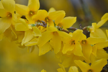 Forsythia