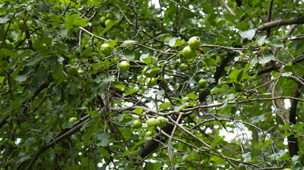 green apple tree