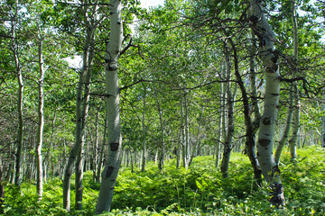 Fototapeta premium trees in the forest