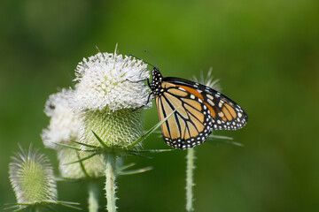 Butterfly 2019-224 / Monarch butterfly (Danaus plexippus)
