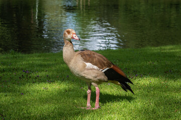 Portrait of a young  Egyptian goose (Alopochen aegyptiaca) on the bank of the canal