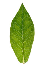 Obraz premium Green leaf, back light, isolated on white