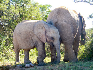 Naklejka premium Mother and baby elephant