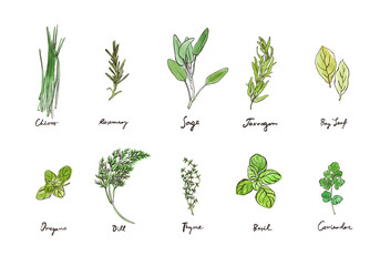 Hand drawing collection of culinary herbs, outline illustrations with watercolour backdrops - obrazy, fototapety, plakaty
