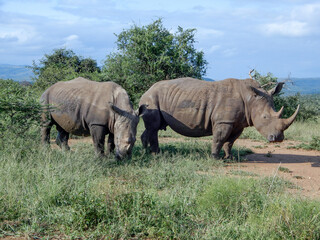 Fototapeta premium Rhino in parc in South Africa
