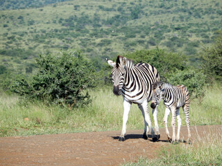 Zebra in parc in South Africa