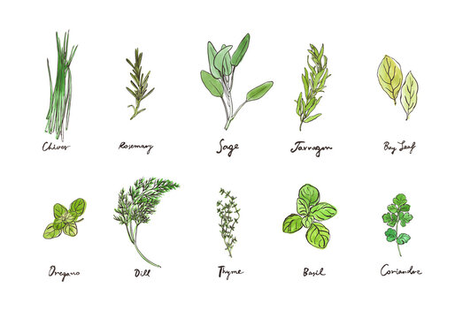 Hand drawing collection of culinary herbs, outline illustrations with watercolour backdrops