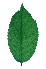 Green  leaf, back light, isolated on white
