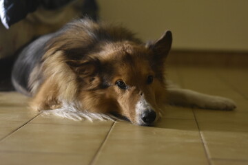 Dog