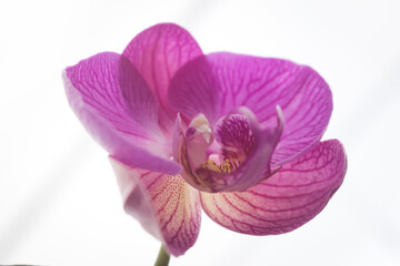 Naklejka na ściany i meble Beautiful purple orchid flower (Orchidaceae)
