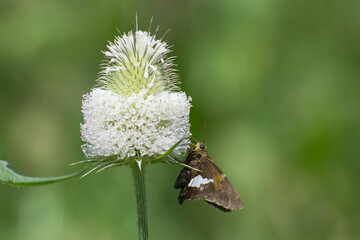 Butterfly 2019-225 / Silver-Spotted Skipper (Epargyreus clarus)