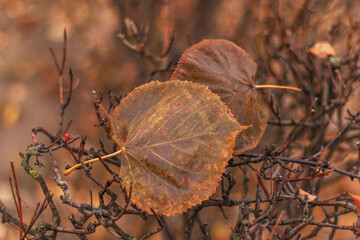 Rusty autumn fallen leaves, wet from the rain, lie on the branches. Fall.