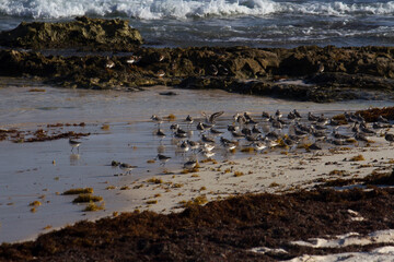 Wildlife. Seabirds. Flock of Calidris alba, also known as Sanderlings, in the beach. The ocean waves, white sand, sargassum seaweed and rocks. 