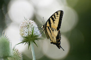 Butterfly 2019-226 / Tiger Swallowtail (Papilio glaucus)