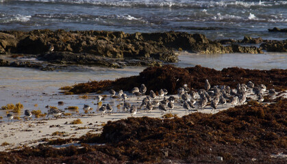 Tropical ecosystem. Wildlife. Flock of Calidris alba seabirds, also known as Sanderlings, in the ocean beach. The sargassum weed, rocks and sea waves are part of the environment. 