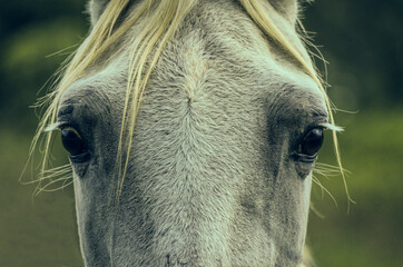 Ojos de caballo