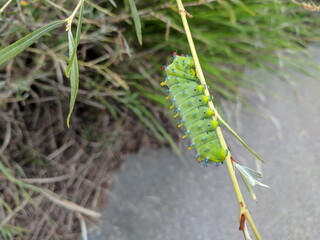 Cecropia Moth Caterpillar in the 3rd instar stage on a willow bush in Ontario, Canada.