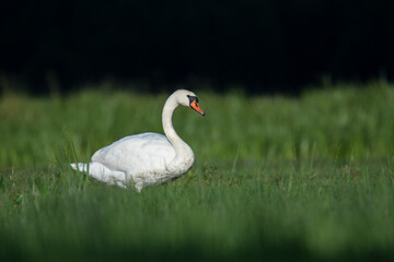white swan on the grass