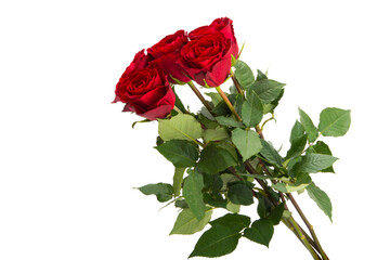 beautiful red roses isolated
